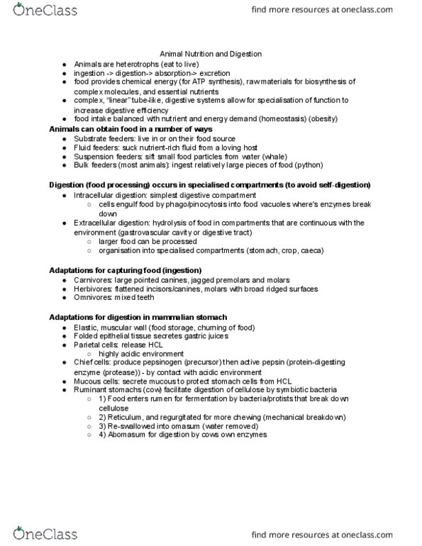 BISC 101 Lecture Notes - Lecture 16: Gastrovascular Cavity, Cecum, Parietal Cell thumbnail