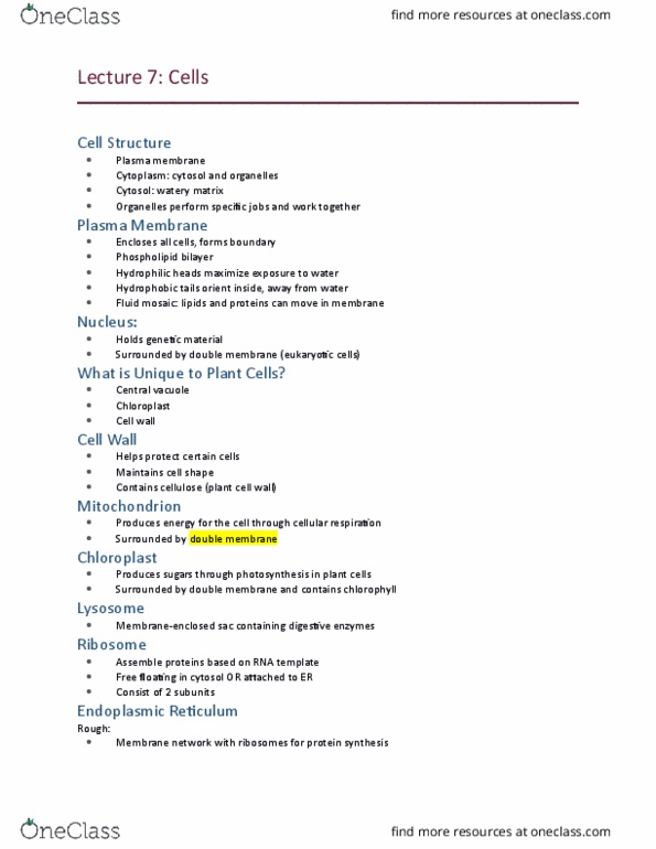 BIOL 1020 Lecture Notes - Lecture 7: Cell Wall, Plant Cell, Mitochondrion thumbnail