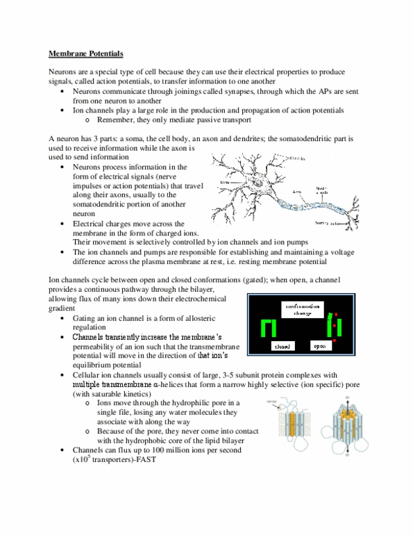 ANAT 262 Lecture Notes - Fluoxetine, Excitatory Synapse, Axon Terminal thumbnail