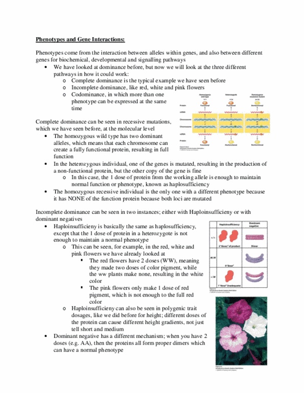 BIOL 202 Lecture Notes - Mutagen, Animal Testing, Radiography thumbnail