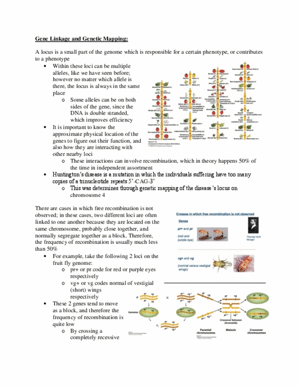 BIOL 202 Lecture Notes - Research In Computational Molecular Biology, Centromere, Product Rule thumbnail
