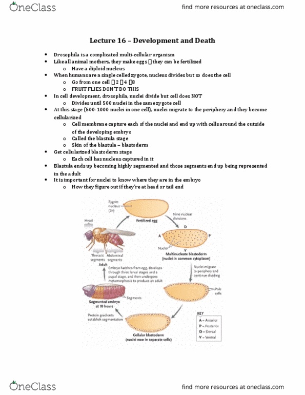 Biology 1002B Lecture Notes - Lecture 16: Dna-Binding Domain, Drosophila Melanogaster, Gene Duplication thumbnail