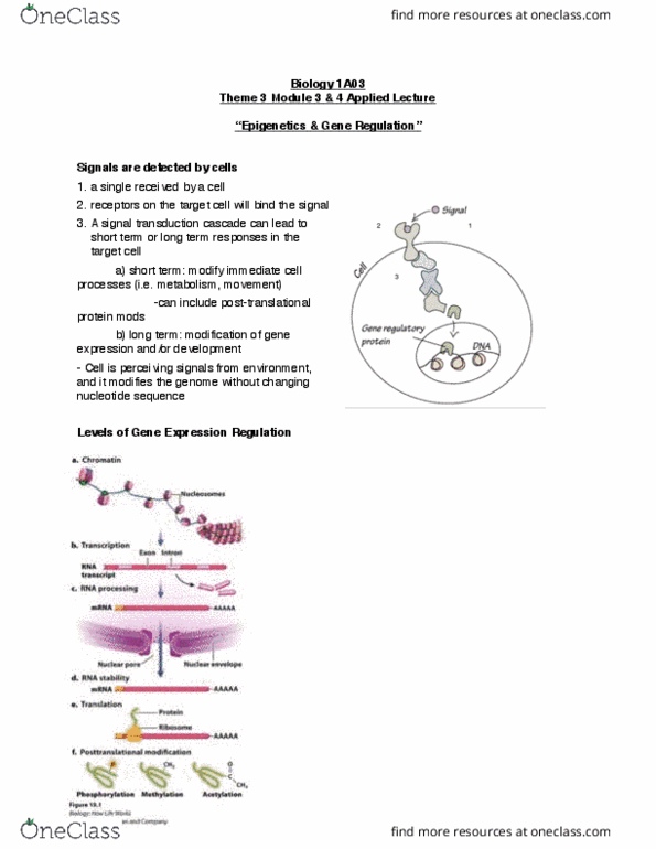 BIOLOGY 1A03 Lecture Notes - Lecture 8: Epigenome, Epigenomics, Prenatal Vitamins thumbnail