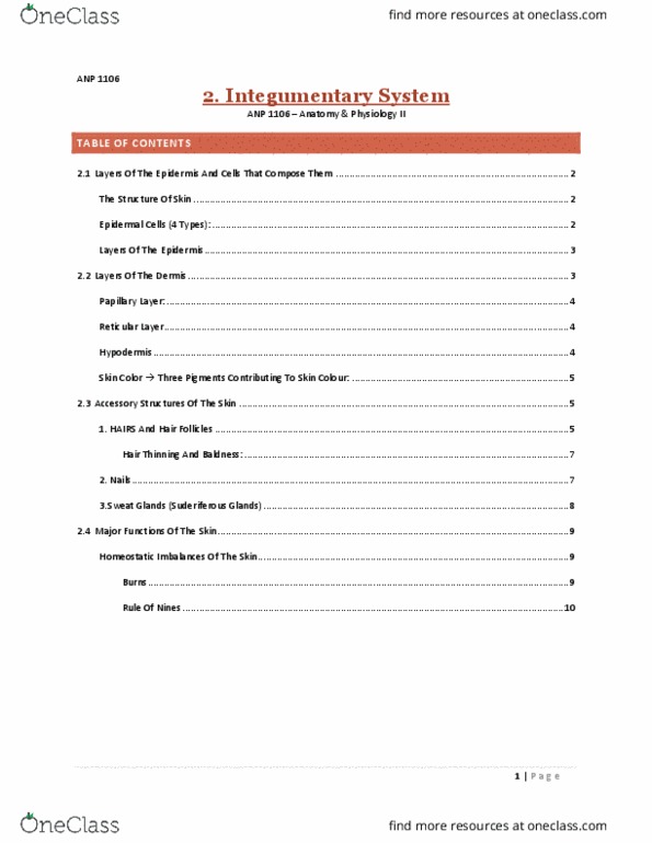 ANP 1106 Lecture Notes - Lecture 2: Stratum Corneum, Stratum Lucidum, Stratified Squamous Epithelium thumbnail