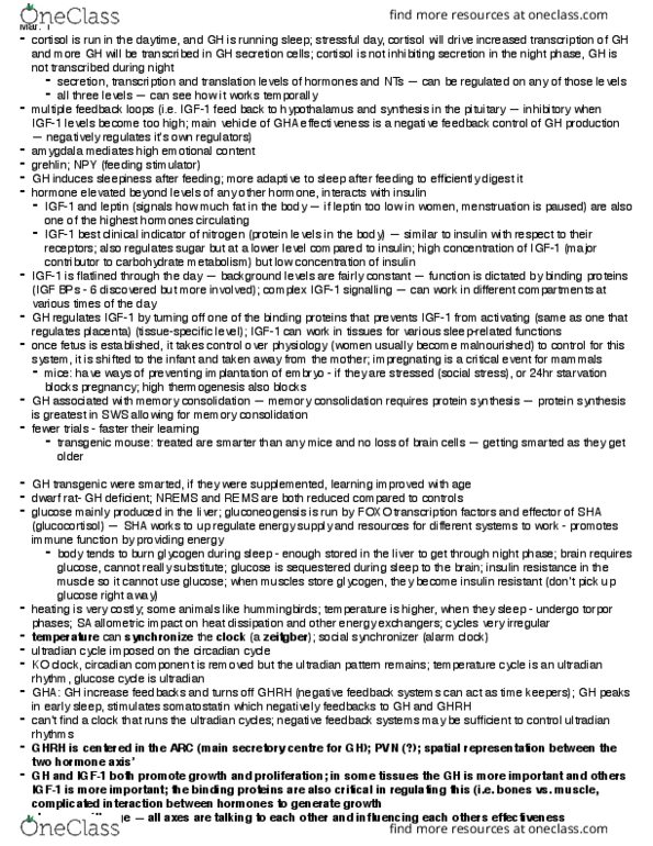 BIOLOGY 3UU3 Lecture Notes - Lecture 5: Ultradian Rhythm, Insulin-Like Growth Factor 1, Futile Cycle thumbnail