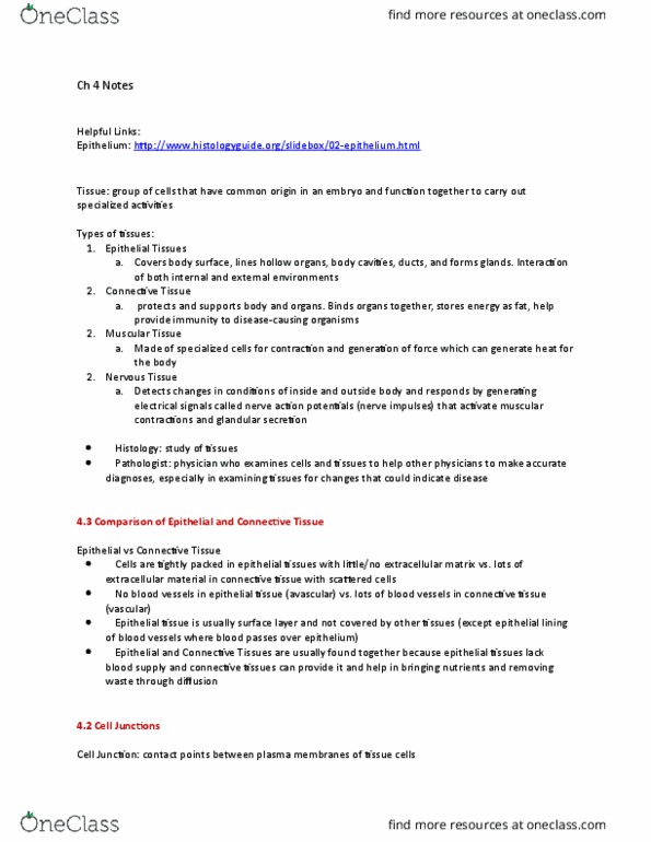 ANAT 101 Chapter Notes - Chapter 4: Dense Irregular Connective Tissue, Adherens Junction, Mesenchyme thumbnail