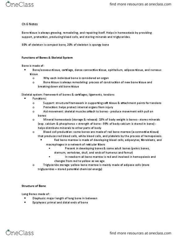 ANAT 101 Chapter Notes - Chapter 6: Bone Marrow Examination, Bone Marrow, Dense Irregular Connective Tissue thumbnail