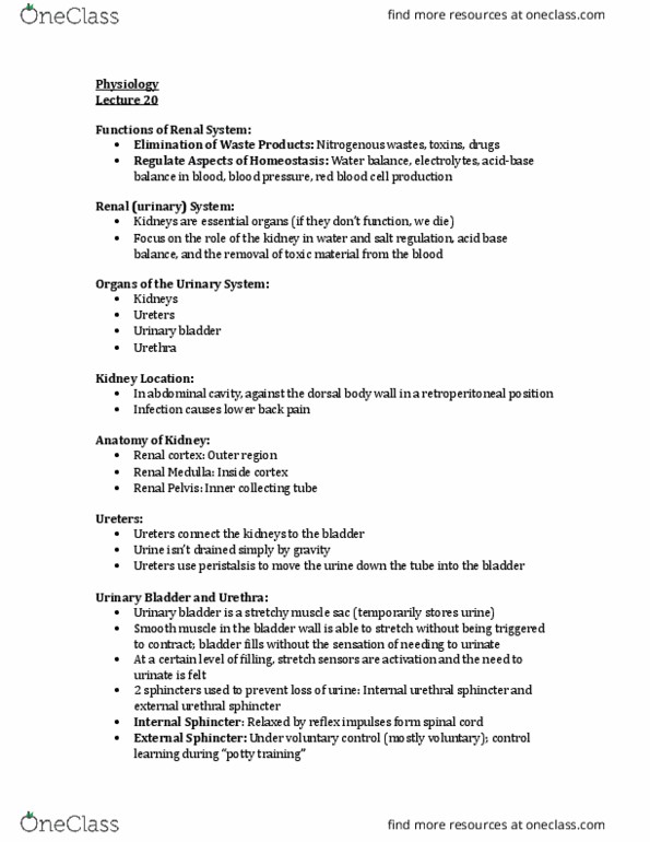 BIOM 2000 Lecture Notes - Lecture 20: Distal Convoluted Tubule, Proximal Tubule, Urethral Sphincters thumbnail