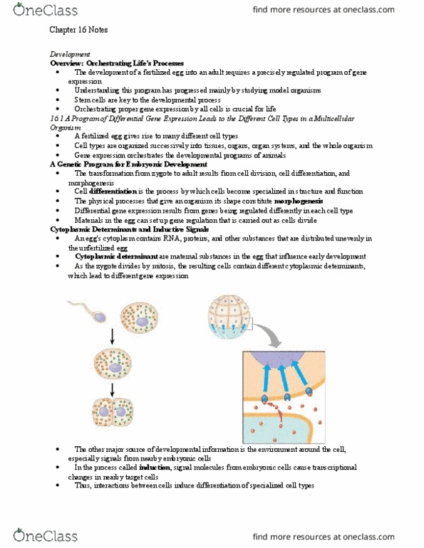 BIO 124 Chapter 16: Chapter 16 Notes thumbnail