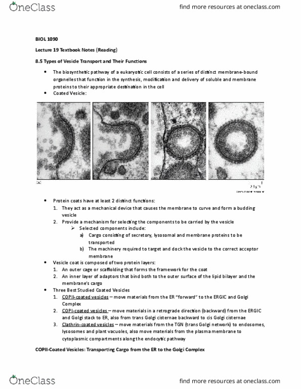 BIOL 1090 Chapter Notes - Chapter 8.5: Lipid Bilayer, Cisterna, Cell Membrane thumbnail