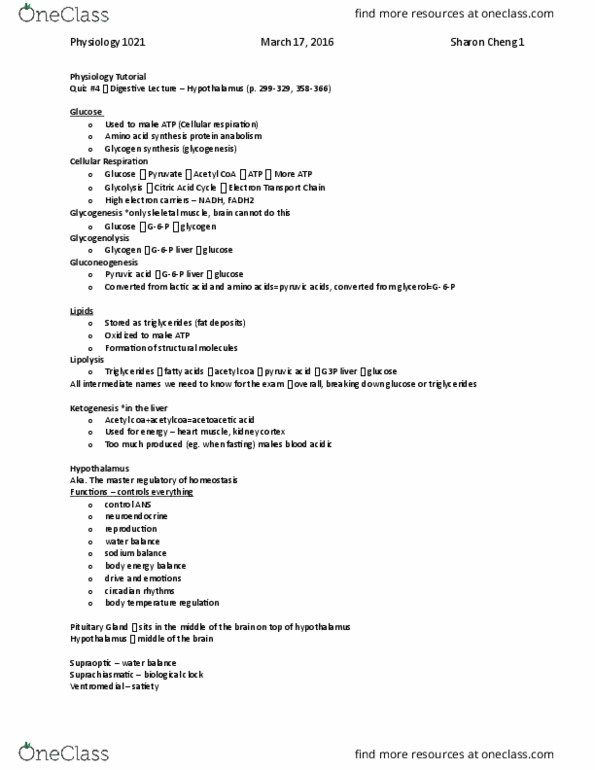 Physiology 1021 Lecture Notes - Lecture 21: Acetyl-Coa, Cellular Respiration, Glycogenesis thumbnail