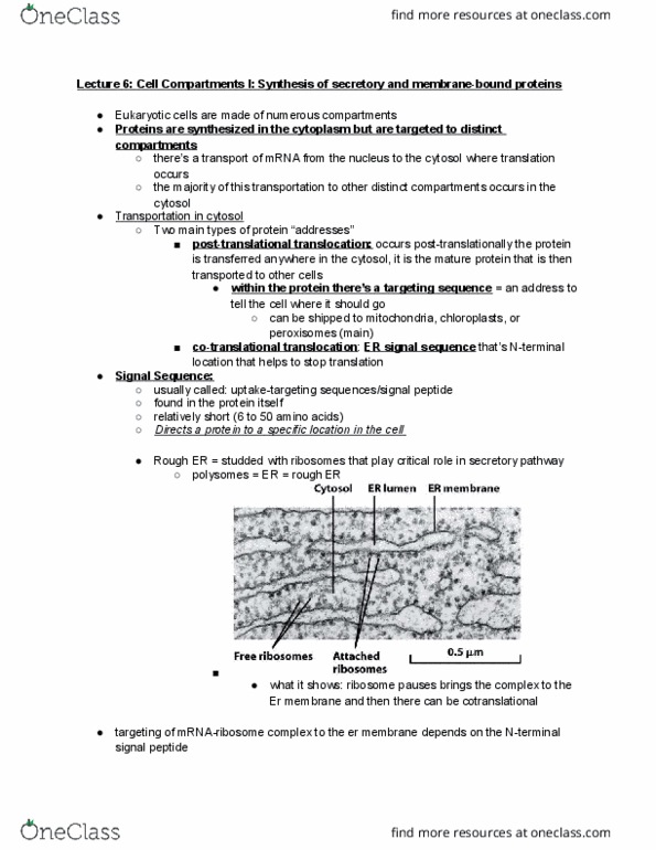 BIOL-UA 22 Lecture Notes - Lecture 6: Signal Peptidase, Signal Peptide, Endoplasmic Reticulum thumbnail