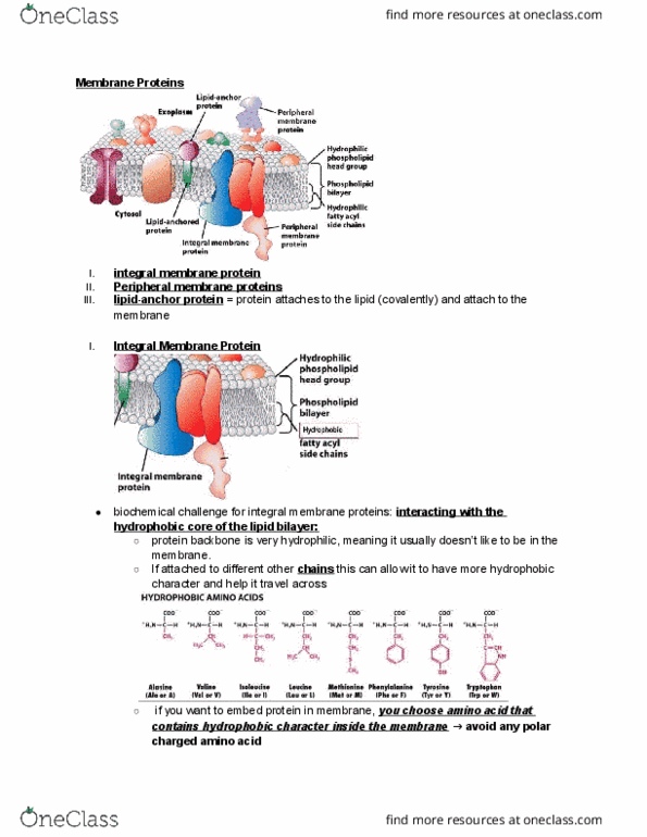 BIOL-UA 22 Lecture Notes - Lecture 2: Critical Micelle Concentration, Integral Membrane Protein, Peripheral Membrane Protein thumbnail