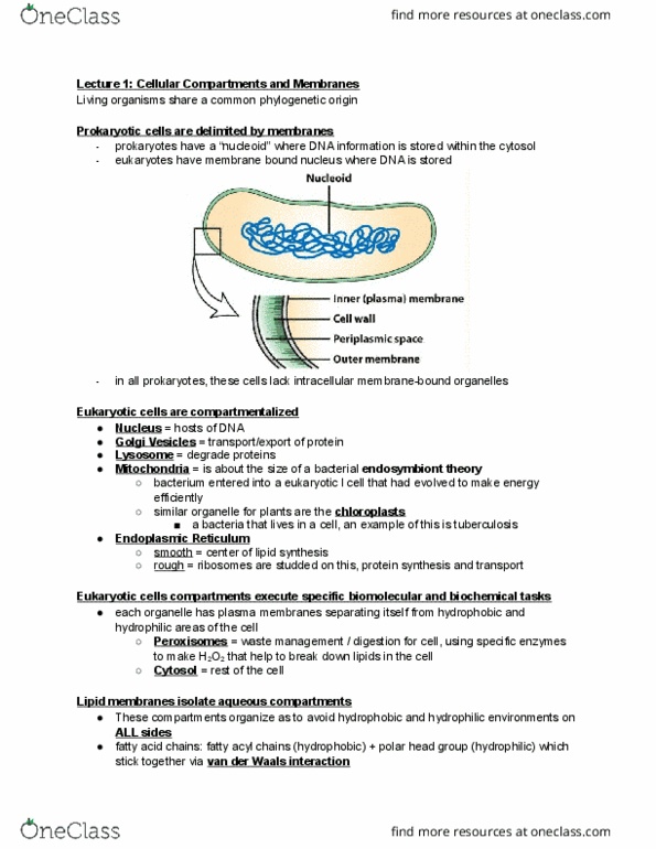 BIOL-UA 22 Lecture Notes - Lecture 1: Lipid Bilayer, Lipid-Anchored Protein, Peripheral Membrane Protein thumbnail