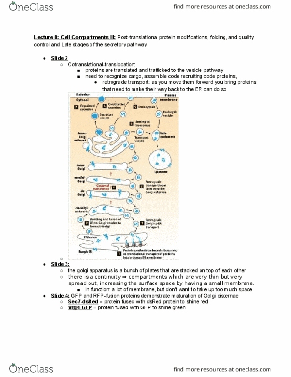 BIOL-UA 22 Lecture Notes - Lecture 8: Golgi Apparatus, Dolichol, Disulfide thumbnail