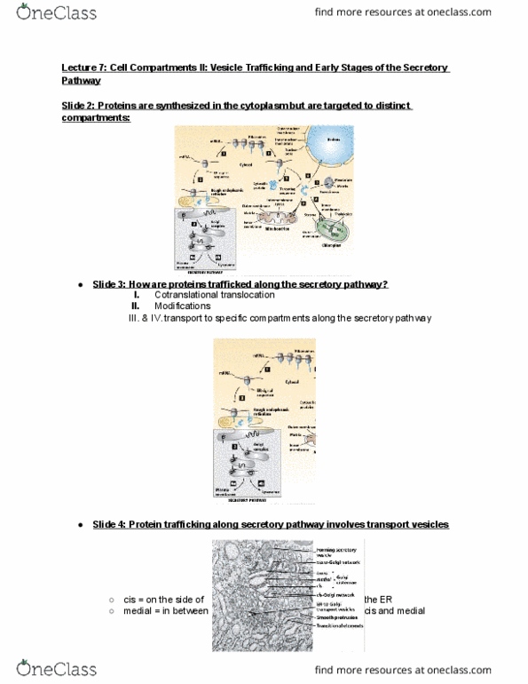 BIOL-UA 22 Lecture Notes - Lecture 7: Secretion, Vesicle Fusion, Brefeldin A thumbnail