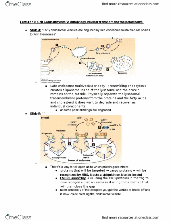 BIOL-UA 22 Lecture Notes - Lecture 10: Nuclear Localization Sequence, Group-Specific Antigen, Nuclear Pore thumbnail