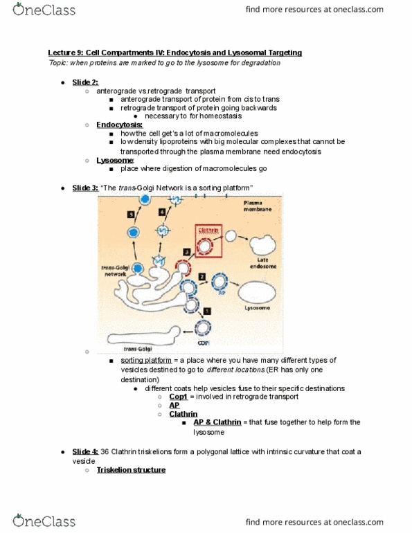 BIOL-UA 22 Lecture Notes - Lecture 9: Dynamin, Triskelion, Clathrin thumbnail