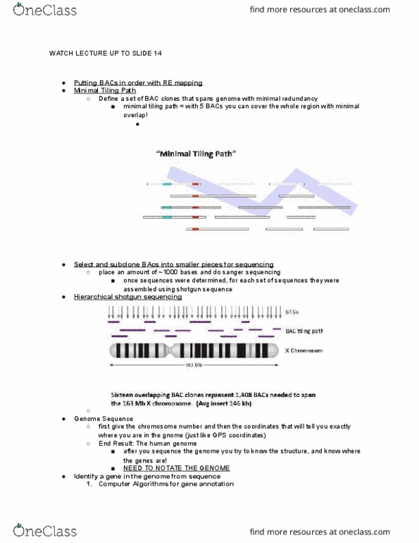 BIOL-UA 21 Lecture Notes - Lecture 24: Sanger Sequencing, Bacs, Reference Genome thumbnail