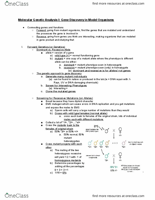 BIOL-UA 21 Lecture Notes - Lecture 14: Lethal Allele, Wild Type, Dna Replication thumbnail