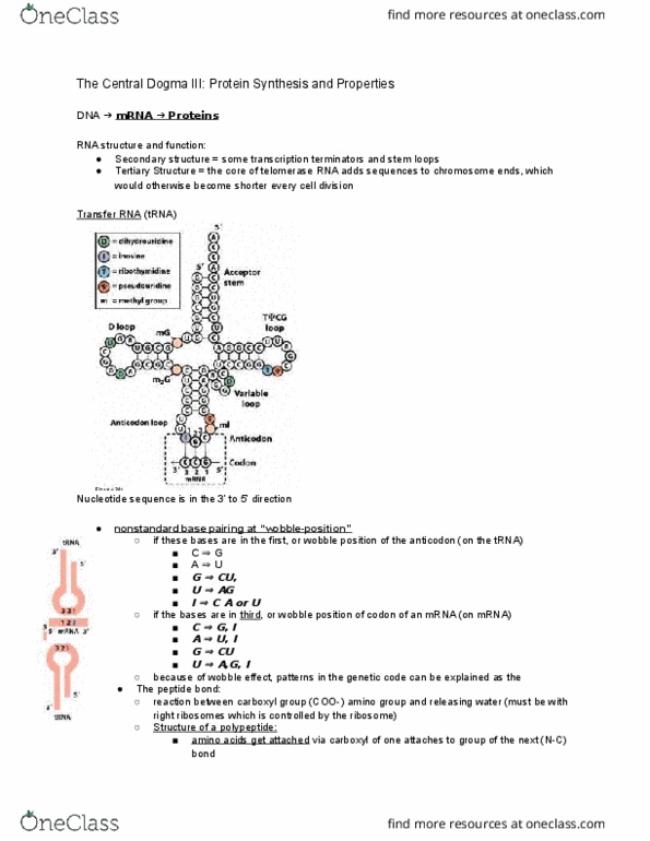 BIOL-UA 21 Lecture Notes - Lecture 4: Telomerase Rna Component, Eef-1, Wobble Base Pair thumbnail