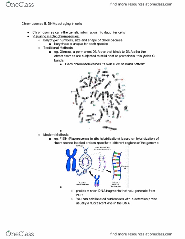 BIOL-UA 21 Lecture Notes - Lecture 11: Histone H3, Hybridization Probe, Sister Chromatids thumbnail