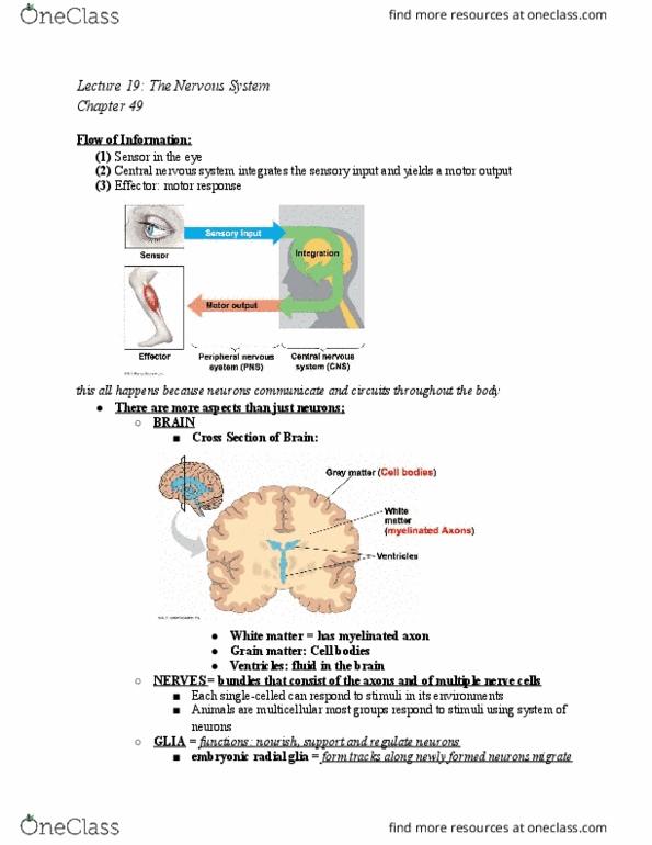 BIOL-UA 12 Lecture 19: Lecture 19_ Nervous System thumbnail