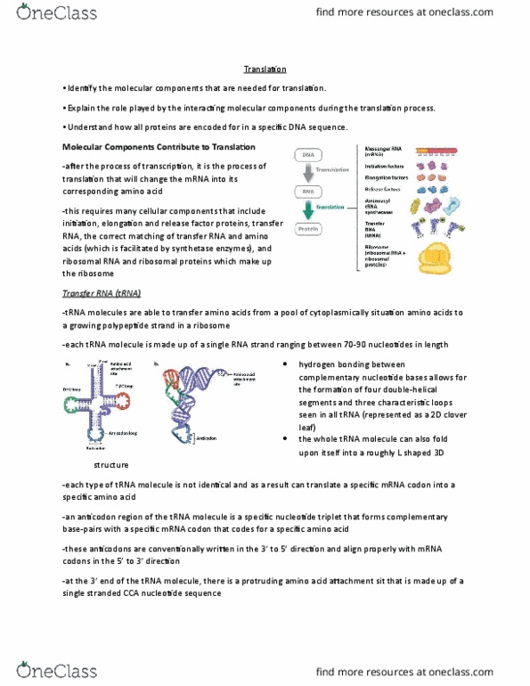 BIOLOGY 1A03 Lecture Notes - Lecture 9: Aminoacyl Trna Synthetase, Aminoacyl-Trna, Start Codon thumbnail