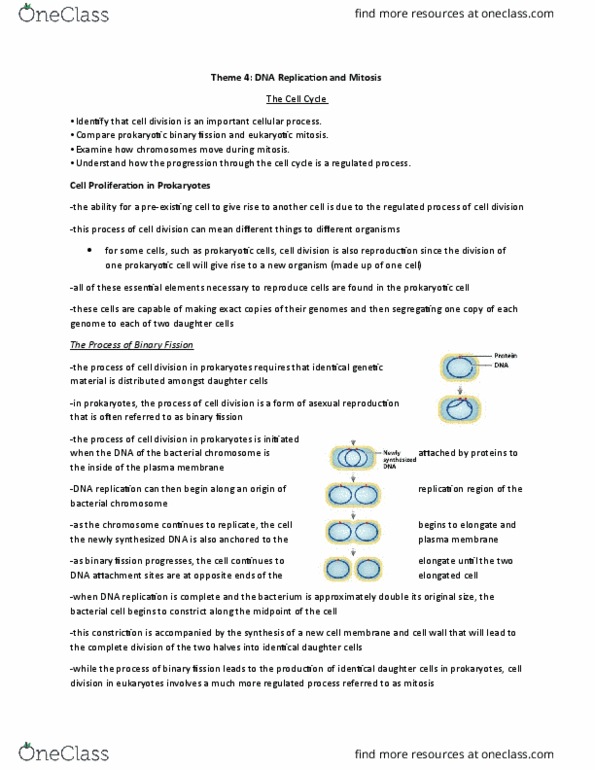 BIOLOGY 1A03 Lecture Notes - Lecture 15: G0 Phase, Spindle Apparatus, Adult Stem Cell thumbnail