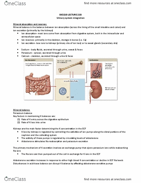 BIO210Y5 Lecture Notes - Lecture 21: Tubular Fluid, Aldosterone, Water Balance thumbnail
