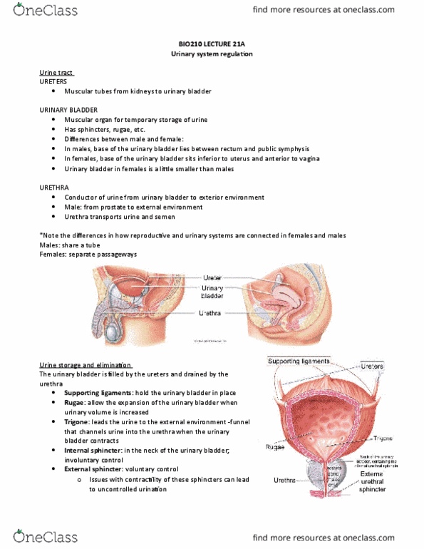 BIO210Y5 Lecture Notes - Lecture 21: Urinary Bladder, Detrusor Urinae Muscle, Urinary System thumbnail
