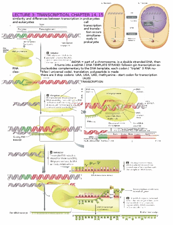Biology 1202B Lecture Notes - Spliceosome, Dogma, Tata Box thumbnail