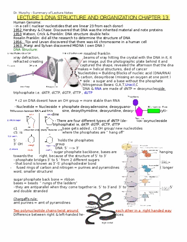 Biology 1202B Lecture Notes - Mecp2, Eukaryote, Centromere thumbnail