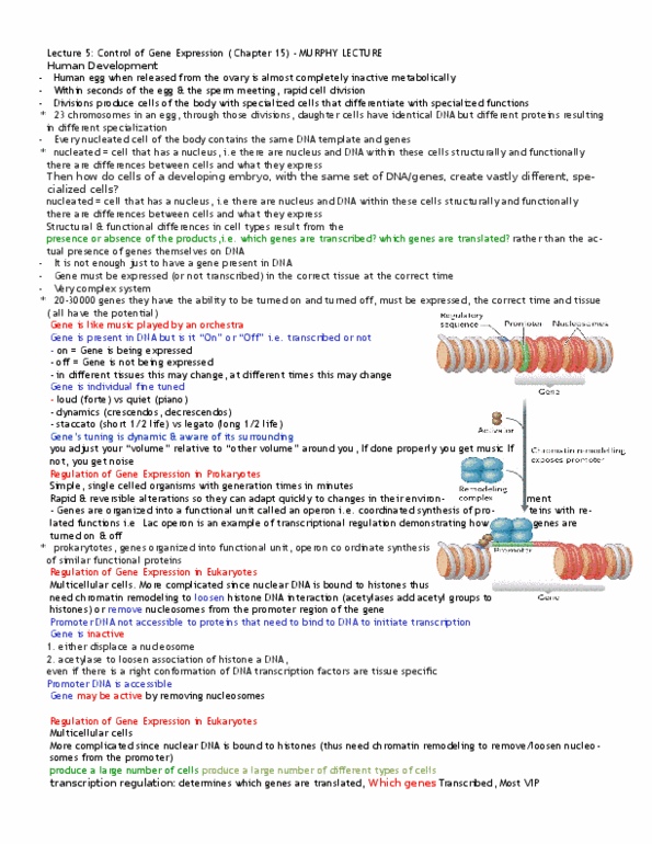 Biology 1202B Lecture Notes - Fade, Centromere, Histone Deacetylase thumbnail