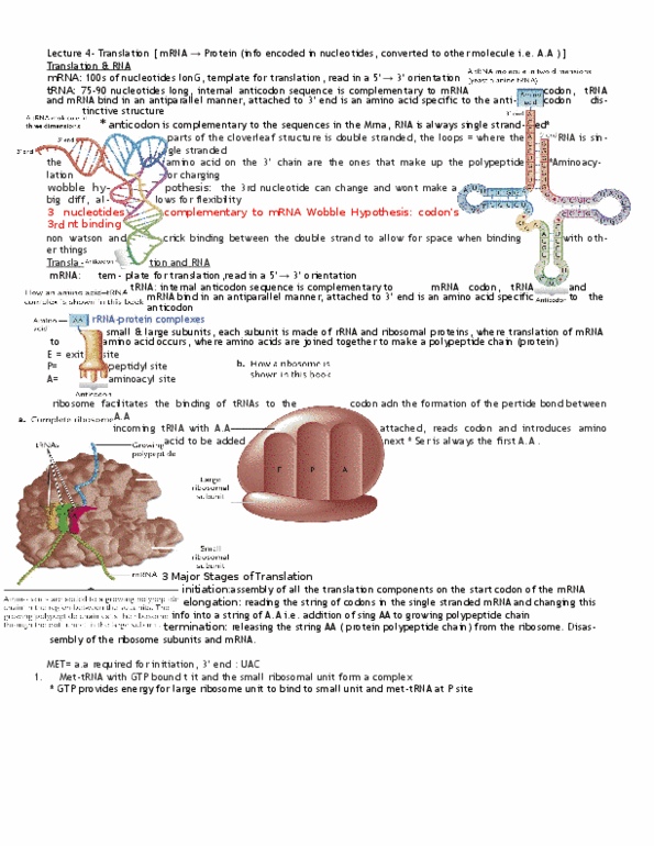 Biology 1202B Lecture Notes - Protein Targeting, Release Factor, Nuclear Membrane thumbnail