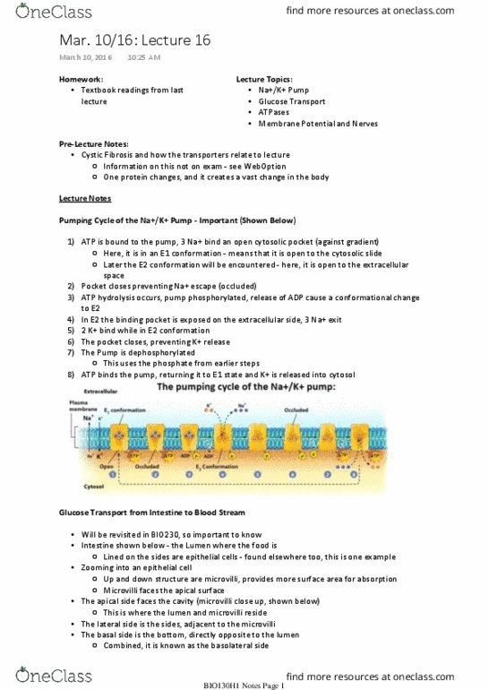 BIO130H1 Lecture Notes - Lecture 16: Tight Junction, Atp Synthase, Cystic Fibrosis thumbnail