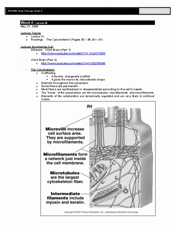 HMB320H1 Lecture Notes - Peroxidase, Connexon, Fourth Ventricle thumbnail