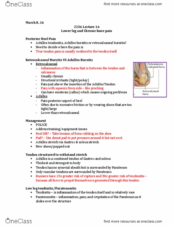 Kinesiology 2236A/B Lecture Notes - Lecture 16: Tibialis Posterior Muscle, Tibialis Anterior Muscle, Tendinosis thumbnail
