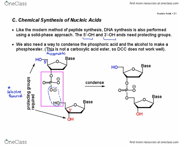 Chemistry 2223B Lecture Notes - Lecture 11: Peptide Synthesis, Coupling Reaction, Phosphodiester Bond thumbnail