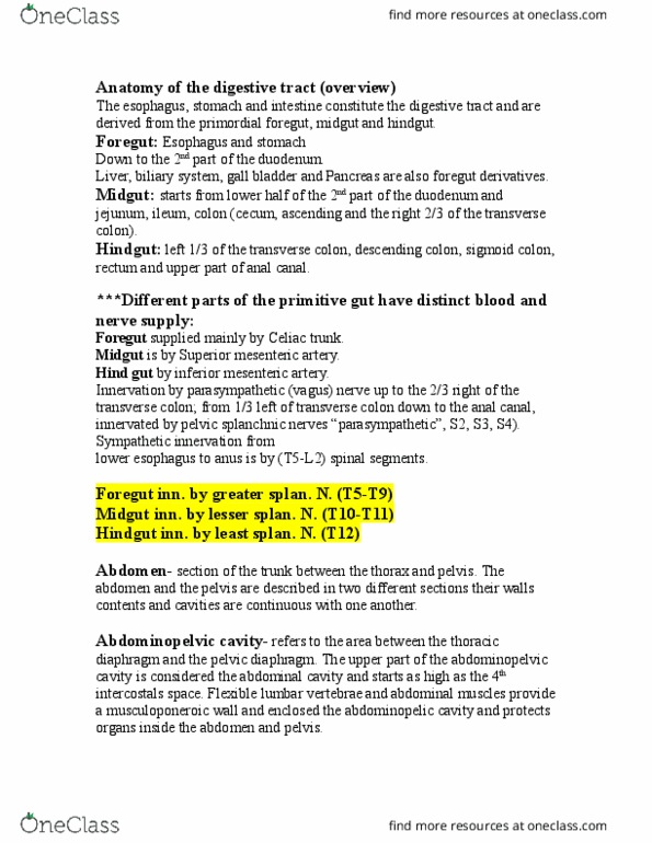 ZOO 3713C Lecture Notes - Lecture 11: Superior Mesenteric Artery, Abdominal Wall, Ligament thumbnail