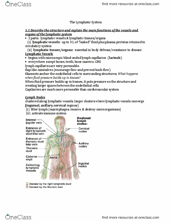 ANP 1105 Lecture Notes - Lecture 6: Immunocompetence, Bronchus, Thymosin thumbnail