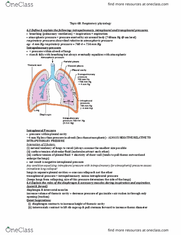 ANP 1105 Lecture Notes - Lecture 6: Central Chemoreceptors, Carbonic Anhydrase, Aortic Body thumbnail