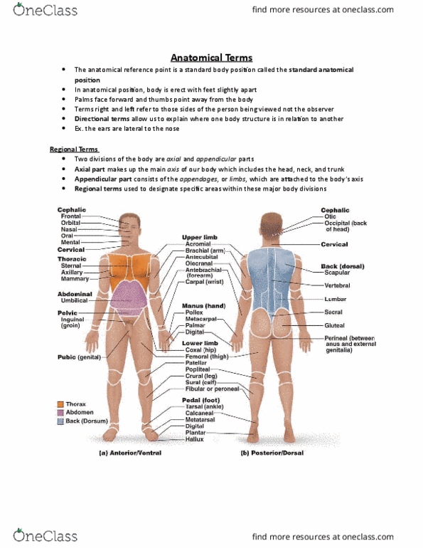 ANP 1106 Chapter Notes - Chapter 1: Pericardium, Pleural Cavity, Abdominal Cavity thumbnail