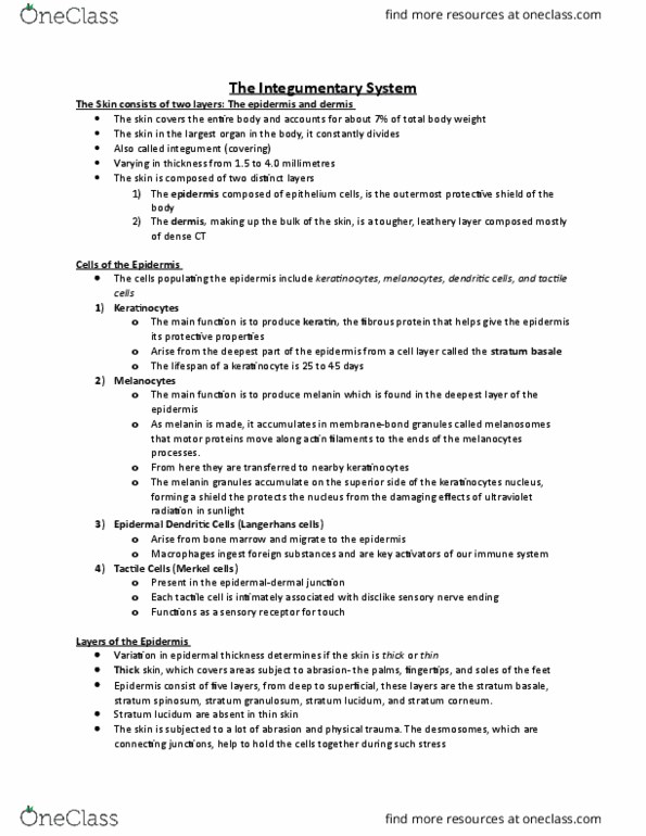 ANP 1106 Chapter 5: Note 2 - Integumentary System thumbnail