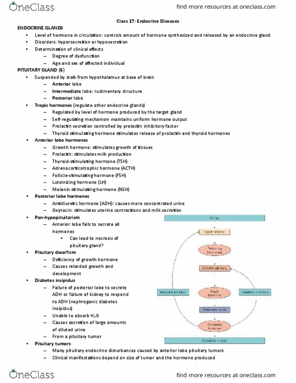 HSS 3305 Lecture Notes - Lecture 17: Autoimmune Disease, Parathyroid Gland, T Cell thumbnail