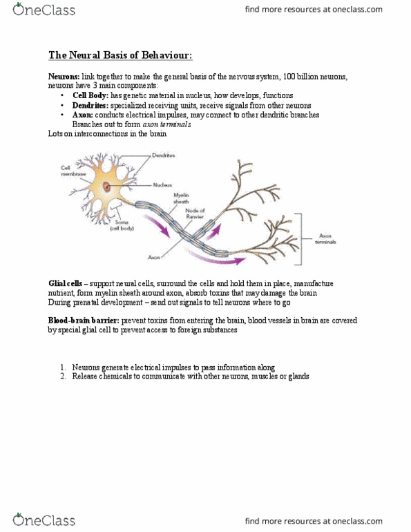 Psychology 1000 Chapter Notes - Chapter 3: Myelin, Peripheral Nervous System, Bradycardia thumbnail
