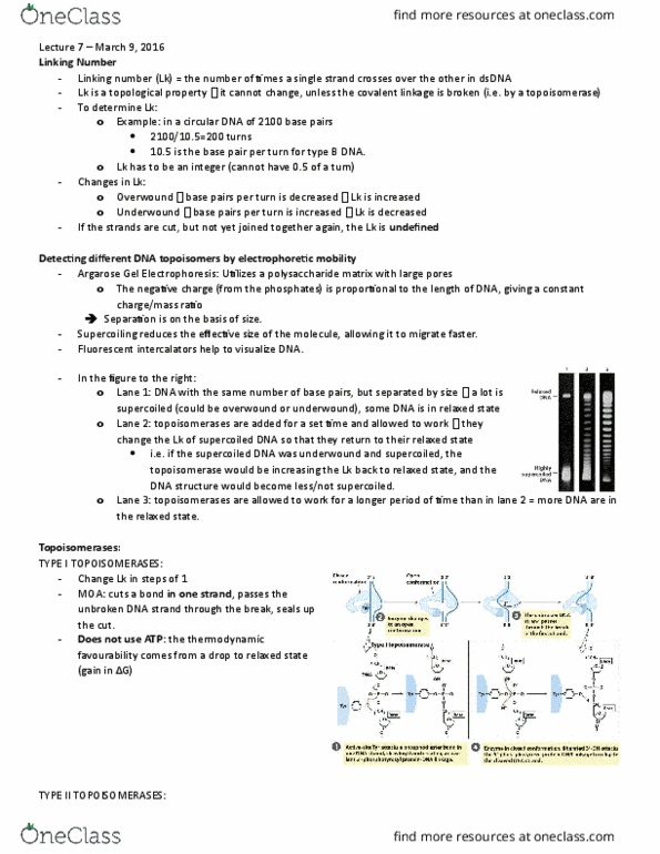 BIOC 302 Lecture Notes - Lecture 7: Gc-Content, Linking Number, Topoisomerase thumbnail