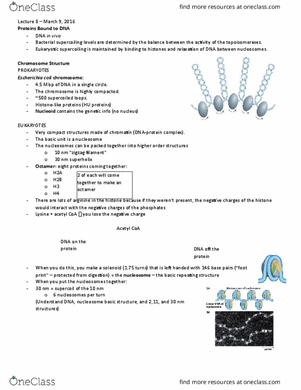 BIOC 302 Lecture Notes - Lecture 8: Telomere, Lysine, Acetyl-Coa thumbnail