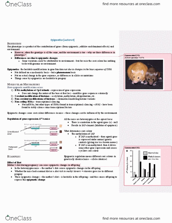 HMB265H1 Lecture Notes - Lecture 19: X-Inactivation, Xist (Gene), Dosage Compensation thumbnail
