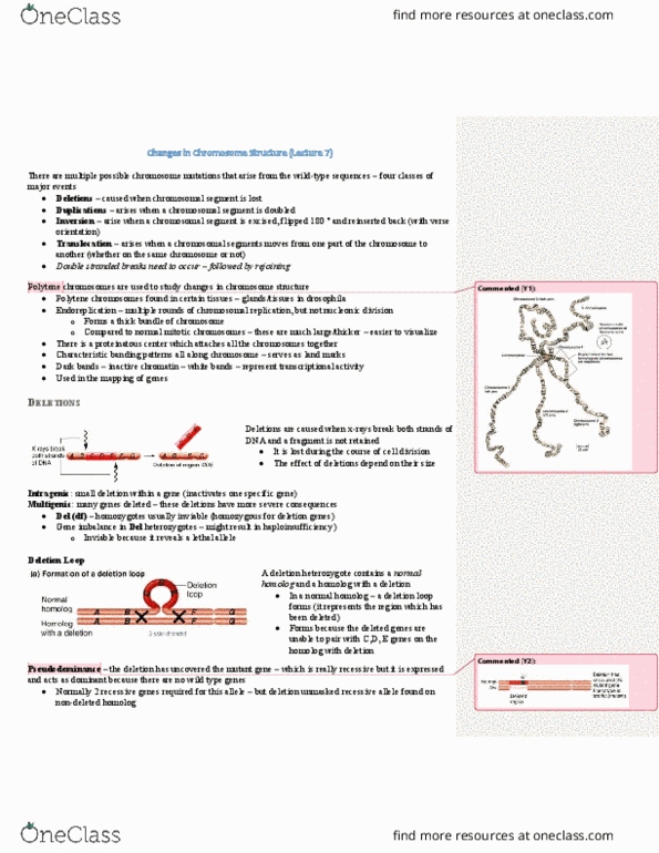 HMB265H1 Lecture Notes - Lecture 18: Homologous Chromosome, Lethal Allele, X-Ray thumbnail